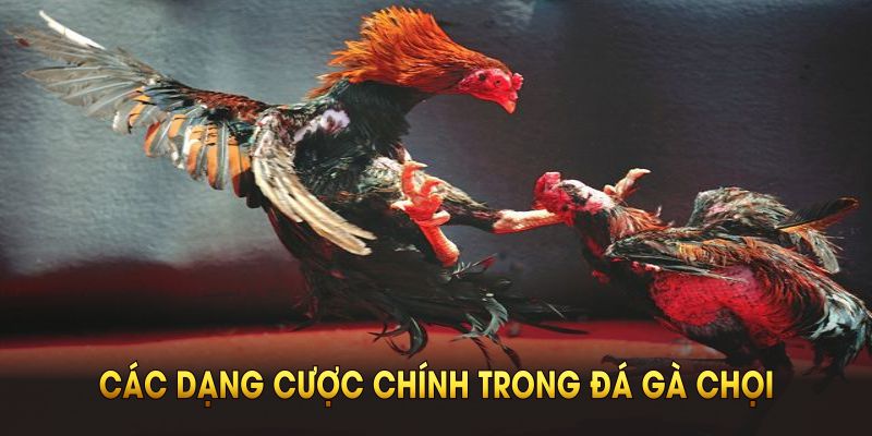 Đá Gà Chọi BJ88 Và Những Kèo Cược Thú Vị Bạn Nên Xem Ngay Tổng hợp các dạng cược chính trong đá gà chọi