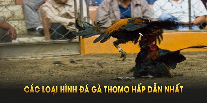 Coi Trực Tiếp Đá Gà Thomo Tại BJ88 - Nhận Thưởng Liền Tay Điểm danh các loại hình đấu kê Thomo hấp dẫn nhất