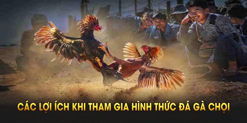 Đá Gà Chọi BJ88 Và Những Kèo Cược Thú Vị Bạn Nên Xem Ngay Các lợi ích khi tham gia hình thức đá gà chọi