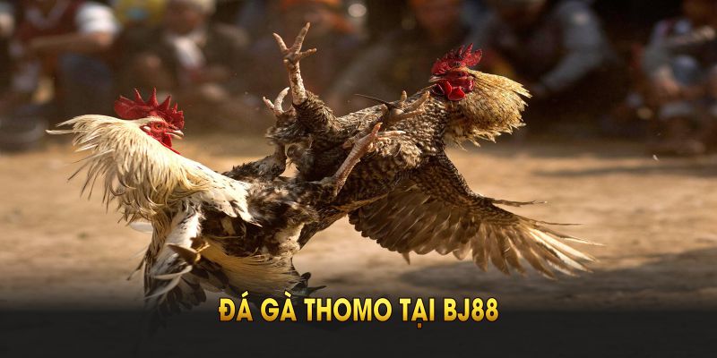 Coi trực tiếp đá gà Thomo