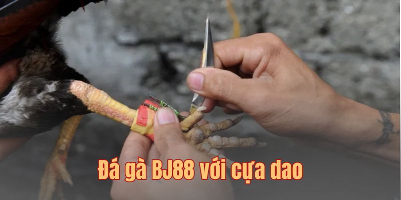 Đá gà cựa dao với nhiều trận đấu hấp dẫn cùng tỷ lệ ăn cao