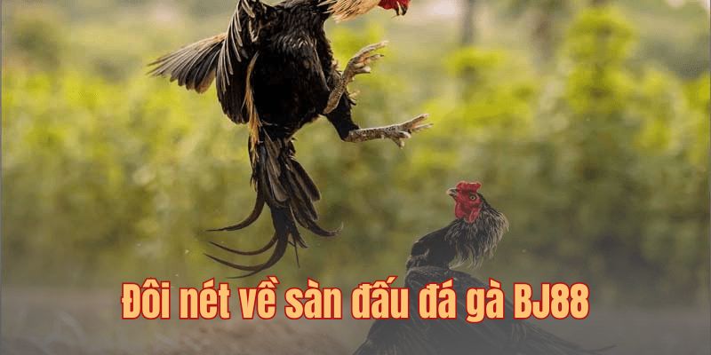 Tìm hiểu sức hấp dẫn của sảnh đá gà BJ88