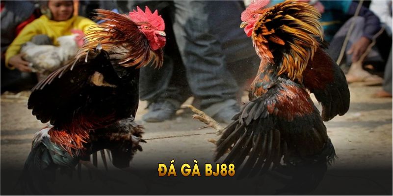Đá gà chọi
