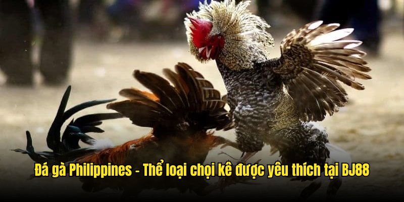 Đá Gà Philippines - Những Trận Chiến Gay Cấn Nhất Tại BJ88 Đá gà Philippines - Thể loại chọi kê được yêu thích tại BJ88