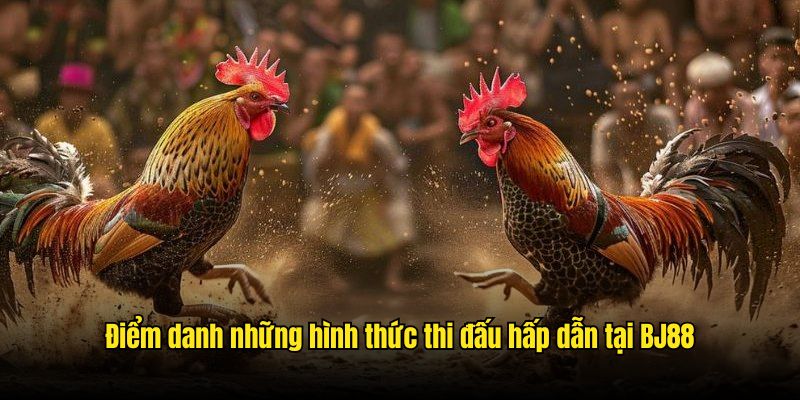 Đá Gà Philippines - Những Trận Chiến Gay Cấn Nhất Tại BJ88 Điểm danh những hình thức thi đấu hấp dẫn tại BJ88