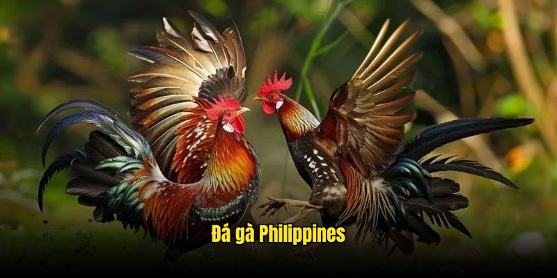đá gà Philippines