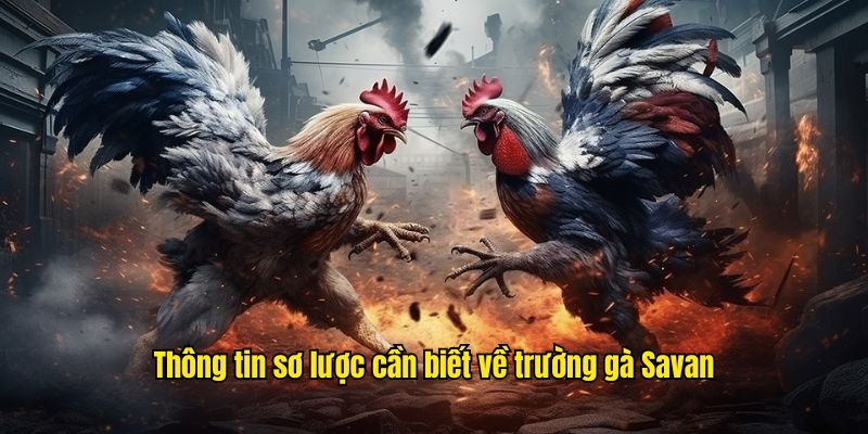 Trường Gà Savan - Khám Phá Thánh Địa Cá Cược Top 1 Châu Á Thông tin sơ lược cần biết về trường gà Savan