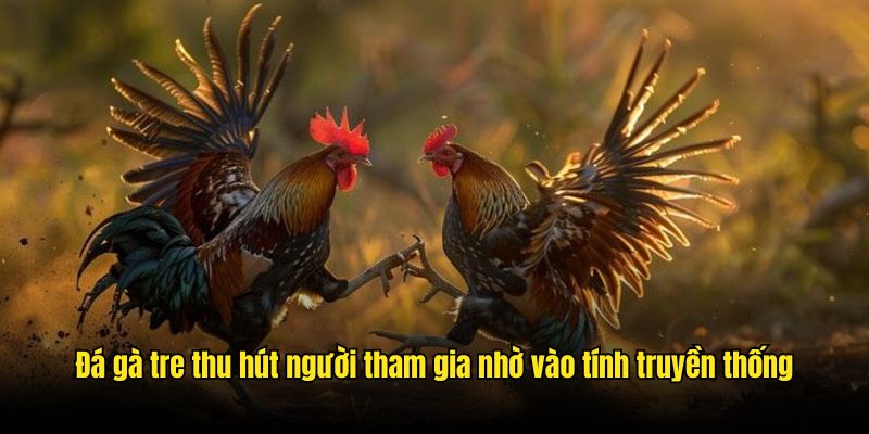 Trường Gà Savan - Khám Phá Thánh Địa Cá Cược Top 1 Châu Á Đá gà tre thu hút người tham gia nhờ vào tính truyền thống