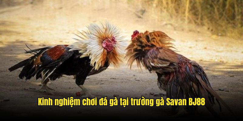 Trường Gà Savan - Khám Phá Thánh Địa Cá Cược Top 1 Châu Á Thông tin tổng hợp kinh nghiệm thi đấu và cá cược đá gà