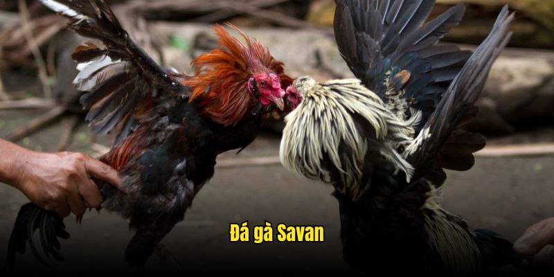 Trường gà Savan