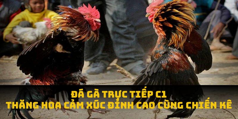 đá gà trực tiếp C1