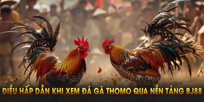 Coi Trực Tiếp Đá Gà Thomo Tại BJ88 - Nhận Thưởng Liền Tay Điều gì hấp dẫn khi xem đấu kê Thomo qua nền tảng BJ88?