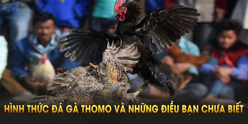 Coi Trực Tiếp Đá Gà Thomo Tại BJ88 - Nhận Thưởng Liền Tay Hình thức đá gà Thomo hấp dẫn và những điều bạn chưa biết