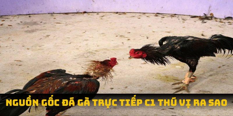 Đá Gà Trực Tiếp C1: Thăng Hoa Cảm Xúc Đỉnh Cao Cùng Chiến Kê Nguồn gốc đá gà trực tiếp C1 thú vị ra sao