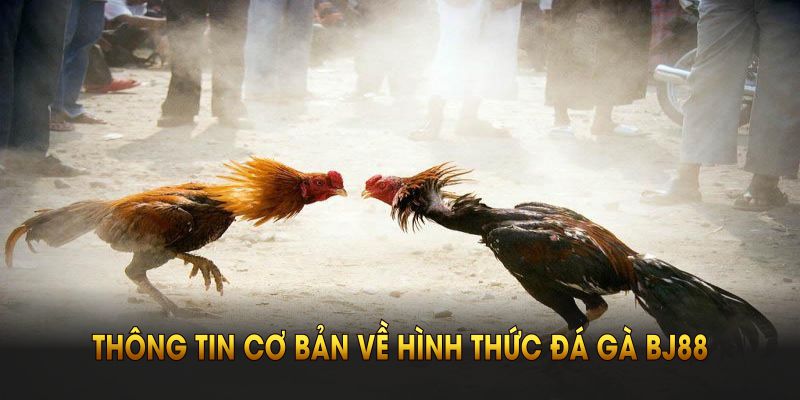 Đá Gà Chọi BJ88 Và Những Kèo Cược Thú Vị Bạn Nên Xem Ngay Những thông tin cơ bản về hình thức đá gà BJ88