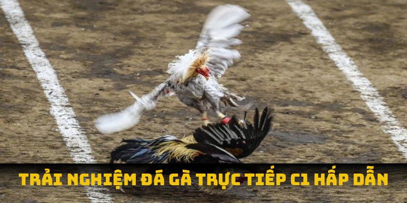 Đá Gà Trực Tiếp C1: Thăng Hoa Cảm Xúc Đỉnh Cao Cùng Chiến Kê Trải nghiệm đá gà trực tiếp C1 hấp dẫn